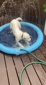 Dog Splash Sprinkler Pad 1