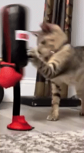Cat Punching Bag Toy 1