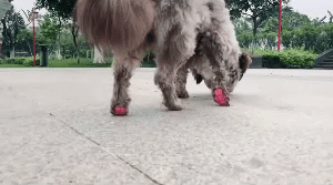 Dog Paw Protector 1