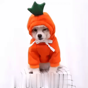Cute Fruit Dog Clothes 1