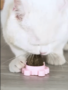 Catnip Balls 1