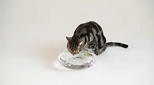 Cat Interactive Electric Fish Toy 1