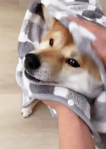 Super Absorbent Dog Bathrobe 1