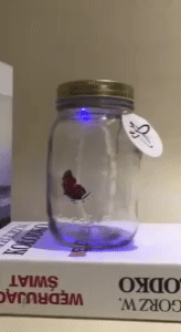 Butterfly In Jar 1