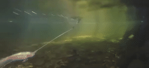 Fishing Lures 1