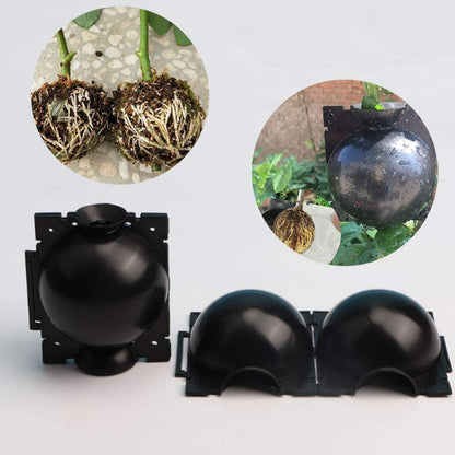 Plant Root Growing Box 5PCS 1