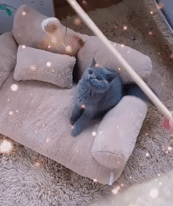 Pet Couch Bed 1