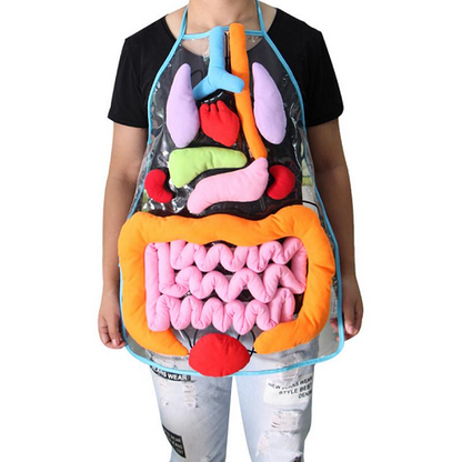 Anatomy Apron 1