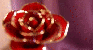 24k Gold Dipped Rose 1