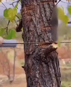 Outdoor Hand Saw 1