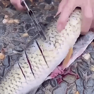 Fish Scale Knife Cut 1