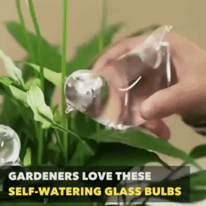 Self-Watering Plant Glass Bulbs 1