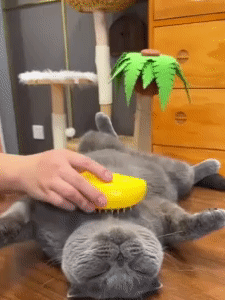 Cat Steam Brush 1