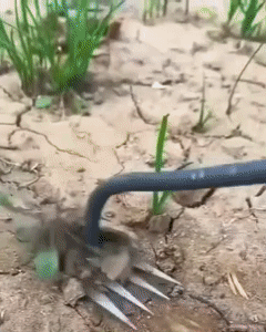 Weeding Artifact Uprooting Weeding Tool 1