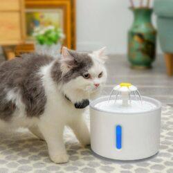 PET WATER FOUNTAIN 1