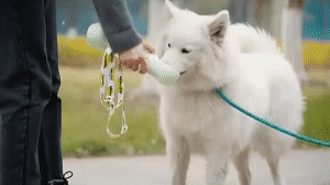 Dog Water Bottle 1
