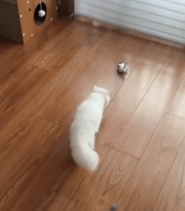 Automatic Cat Toy 1