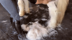 6-in-1 Shedding Grooming Massage Brush 1