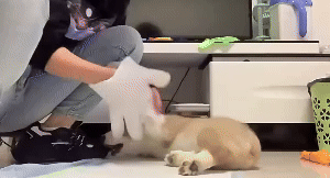 Pet Bathing Wipes 1
