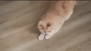 Amusing Collar for Cat 1