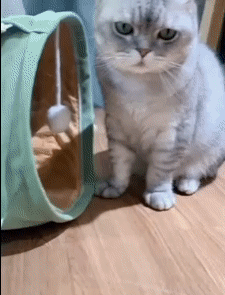 Cat Bed Pet Tent 2 Holes Tunnel 1