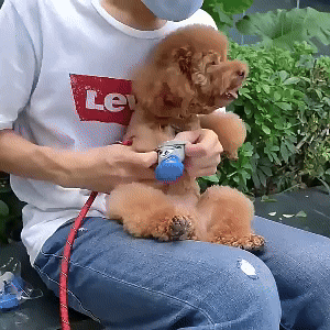 Waterproof Dog Shoes 1