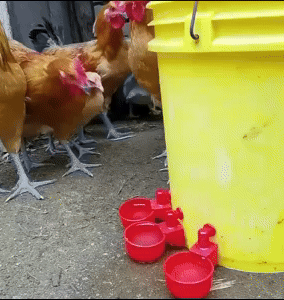 Chickens Waterer 1