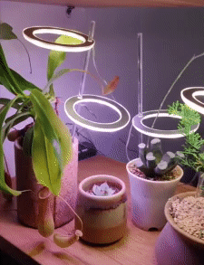 Grow Lights for Indoor Plants 1