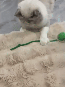 Interactive Cat Toy 1