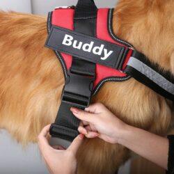 CUSTOM DOG HARNESS 1