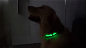 Glowing Dog Leash 1