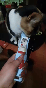 Cat Treat Spoon 1