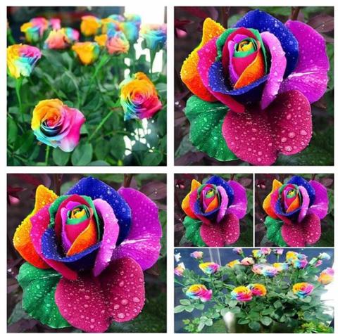100 RARE RAINBOW ROSE FLOWER SEEDS WITH GIFT 1