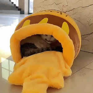 Cat Bed House Honey 1