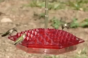 Hummingbird Feeder 1