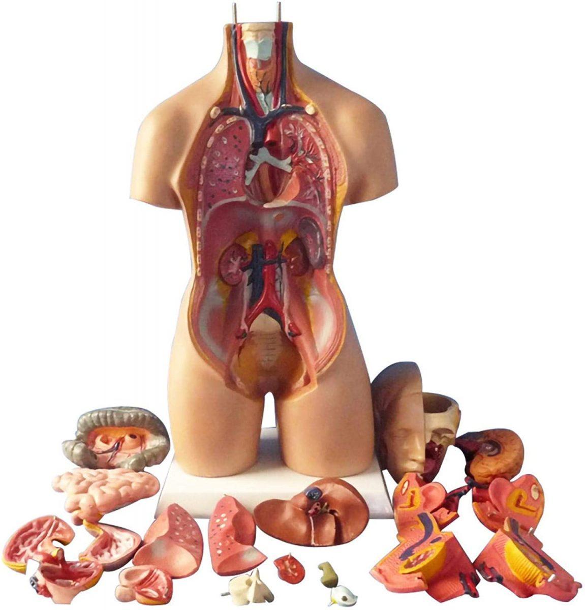Anatomical Assembly Model of Human Organs 1