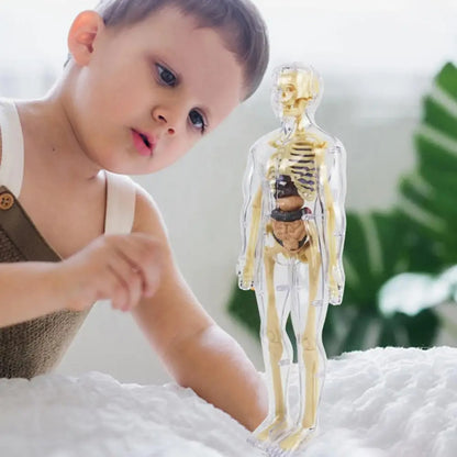 Human Body Assembly Toy 1
