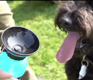 Bottle Doggy Portable 1