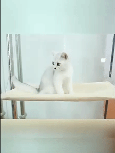 Cat Hammock 1
