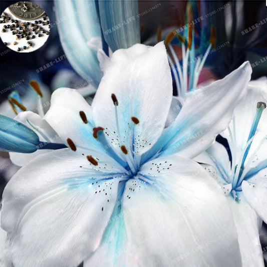 Inspire Uplift Blue Heart 1