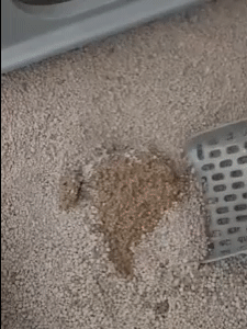 Cat Litter Scooper 1